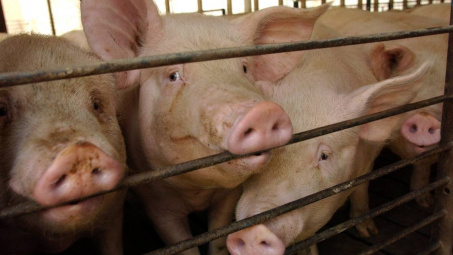 Giá lợn hơi ngày 9/5: Tăng 1.000 - 2.000 đồng/kg tại nhiều địa phương