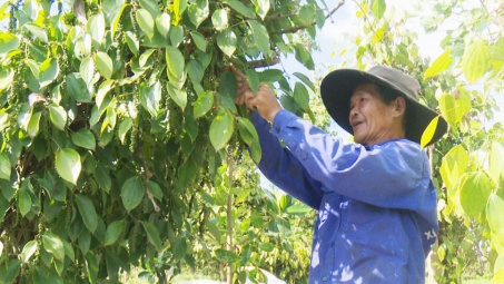 Giá tiêu ngày 10/5: Tiếp đà tăng thêm 1.000 đồng