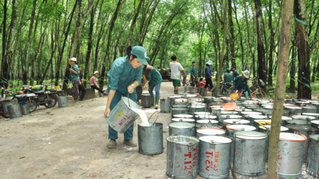Giá cao su ngày 12/5: Sắc đỏ bao trùm các sàn giao dịch châu Á