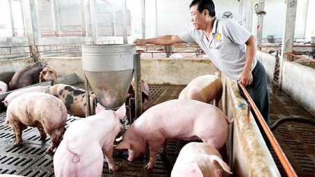 Giá lợn hơi ngày 15/5: Tiếp tục ổn định ở ngưỡng 52.000 - 56.000 đồng/kg