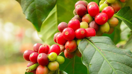 Xuất khẩu cà phê Việt Nam sang Hoa Kỳ tăng mạnh