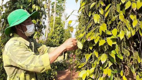 Giá tiêu ngày 2/5: Tiệm cận mốc 70.000 đồng/kg