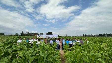 Phát triển vùng trồng nguyên liệu thuốc lá: Cơ hội và thách thức