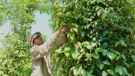 Giá tiêu ngày 22/5: Chưa có biến động mới, cao nhất 76.000 đồng/kg