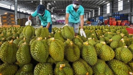 Thêm 47 mã số vùng trồng sầu riêng đủ tiêu chuẩn xuất khẩu sang Trung Quốc