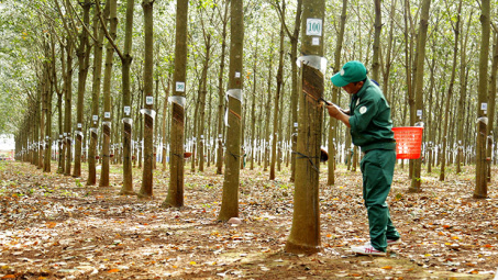 Giá cao su ngày 30/5: Biến động trái chiều, nhu cầu cao su tự nhiên toàn cầu tăng
