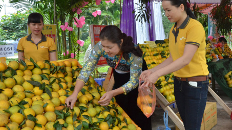 Xung đột quyền giữa chỉ dẫn địa lý và nhãn hiệu - Kinh nghiệm từ vụ việc thực tiễn