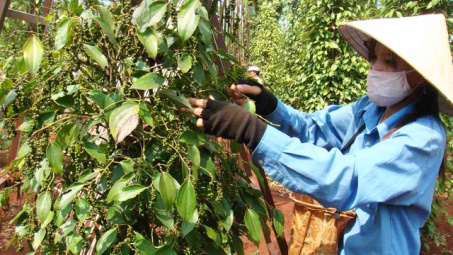 Giá tiêu ngày 6/5: Tiếp tục tăng, cao nhất chạm mốc 71.000 đồng