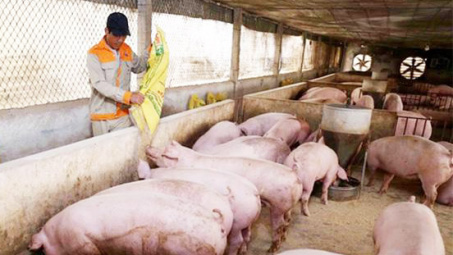 Giá lợn hơi ngày 8/5: Chưa có biến động mới, thấp nhất 51.000 đồng/kg