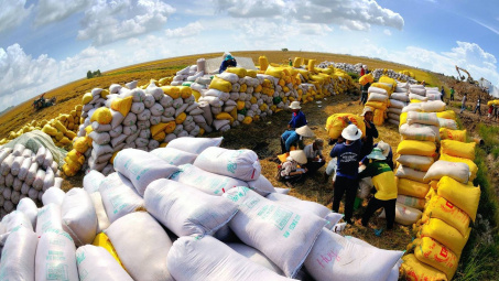 Tăng cường các giải pháp thúc đẩy sản xuất, xuất khẩu gạo