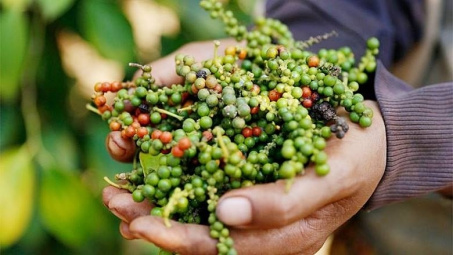 Giá tiêu ngày 14/6: Đồng loạt tăng tại nhiều địa phương, cao nhất đạt 73.500 đồng/kg