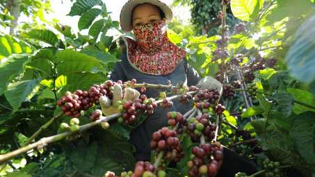 Giá cà phê ngày 14/6: Chạm mức cao nhất 15 năm, nhu cầu cà phê Robusta trên thế giới tăng mạnh