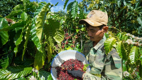 Giá cà phê 17/6: Giảm nhẹ tại cả thị trường trong nước và quốc tế