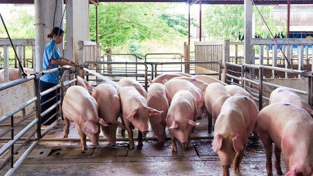 Giá heo hơi hôm nay 18/6: Duy trì đà tăng, neo ở mức 63.000 đồng/kg