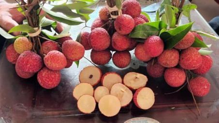 Vải không hạt Việt Nam lần đầu ra mắt thị trường Anh