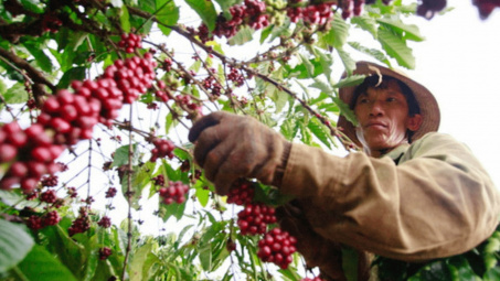 Giá cà phê 19/6: Thị trường trong nước ổn định, dự kiến sản lượng cà phê Việt Nam ở mức thấp nhất 4 năm