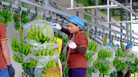 Hoàng Anh Gia Lai: Xuất khẩu hơn 470 tấn chuối mỗi ngày, lợi nhuận tháng 5 tăng gấp 2,5 lần