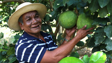 Bưởi Phước Bình (Ninh Thuận) tự tin xuất khẩu chính ngạch sang Hoa Kỳ