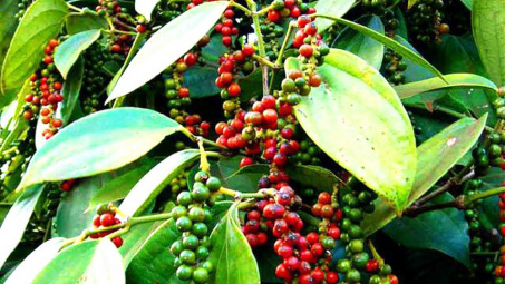 Giá tiêu ngày 2/6: Ổn định với mức cao nhất 75.500 đồng/kg