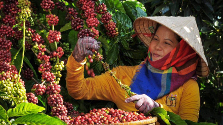 Giá cà phê ngày 2/6: Tăng mạnh cả trong nước và thế giới