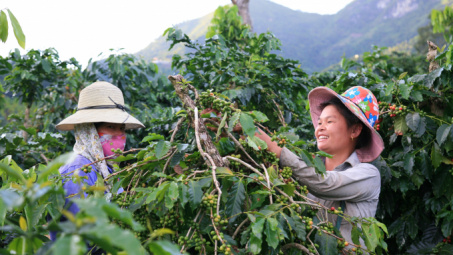 Giá cà phê 20/6: Vượt mức 67.000 đồng/kg, dự báo giá Robusta tiếp tục tăng
