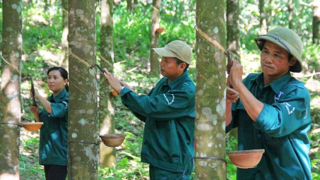Tập đoàn Công nghiệp Cao su Việt Nam (GVR): Giá cao su giảm mạnh, hết quỹ đất công nghiệp sạch để cho thuê