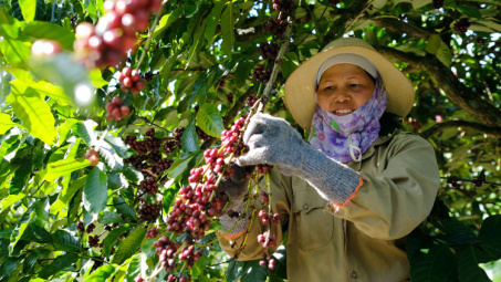 Giá cà phê 21/6: Giảm nhẹ, nguồn cung cà phê Robusta toàn cầu sẽ giảm mạnh