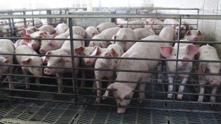 Giá heo hơi hôm nay 21/6: Tăng nhẹ tại miền Bắc, dự báo nguồn cung từ các hộ nông dân sẽ giảm xuống