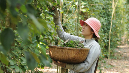 Giá tiêu 22/6: Duy trì ổn định, dự báo xuất khẩu tiêu sẽ đạt 2 tỷ USD vào năm 2025