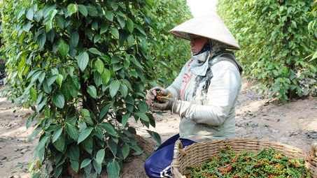 Giá tiêu 23/6: Quay đầu giảm 500 đồng/kg, Việt Nam có thêm cơ hội tại thị trường EU