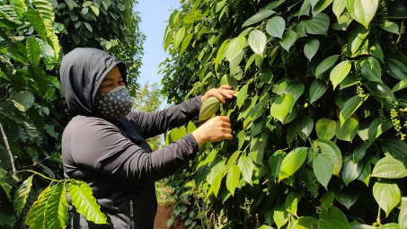 Giá tiêu hôm nay 24/6: Tiếp đà giảm, chạm mức 69.500 đồng/kg