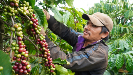 Giá cà phê hôm nay (24/6): Giảm hơn 1.000 đồng/kg, xuất khẩu sang thị trường Algeria và Indonesia tăng trưởng 3 con số