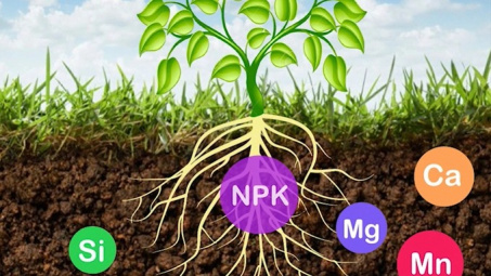 Kỹ thuật sử dụng phân bón đa yếu tố NPK Văn Điển