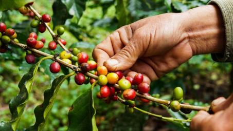 Giá cà phê hôm nay 26/6: Trong nước đồng loạt tăng, giá thế giới chạm đáy 5 tháng