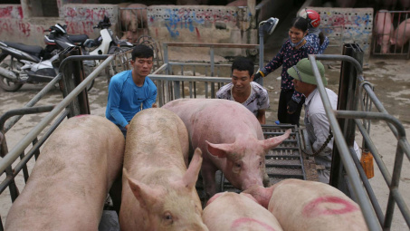 Giá heo hơi hôm nay 26/6/2023: Giá đi ngang, giữ mức cao nhất 63.000 đồng/kg