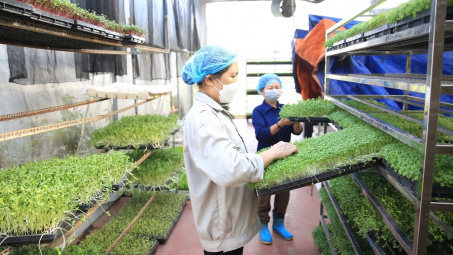 Một số giải pháp phát triển hợp tác xã trên địa bàn thành phố Hà Nội hiện nay