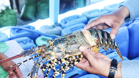 Khánh Hòa đặt mục tiêu phát triển ngành thủy sản toàn diện, bền vững