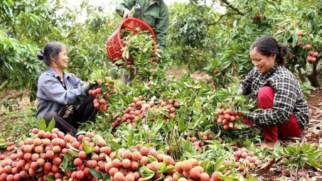 Đa dạng các hoạt động xúc tiến tiêu thụ, vải thiều "phủ sóng" nội địa