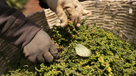 Giá tiêu hôm nay 28/6: Đi ngang, thị trường trong nước ảm đạm