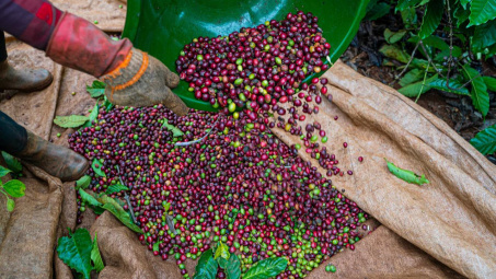 Giá cà phê hôm nay 28/6: Tiếp tục tăng, lo ngại hạn hán tại Tây Nguyên làm giảm sản lượng