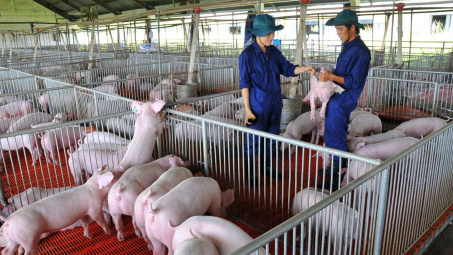 Giá heo hơi hôm nay 29/6: Miền Nam bắt đầu tăng tốc, chạm mức 63.000 đồng/kg tại nhiều nơi