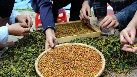 Giá tiêu hôm nay 29/6: Giá xuống thấp, doanh nghiệp cần cẩn trọng khi ký hợp đồng