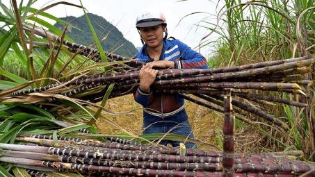 Dự báo giá đường tăng 12%, doanh nghiệp mía đường nào hưởng vị "ngọt" nhất?