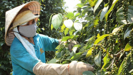Giá tiêu hôm nay 30/6: Tiếp tục giảm, cảnh báo ngành tiêu Việt Nam trước nguy cơ thoái trào