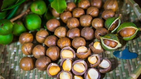 Tăng giá trị cho cây mắc ca nhờ công nghệ