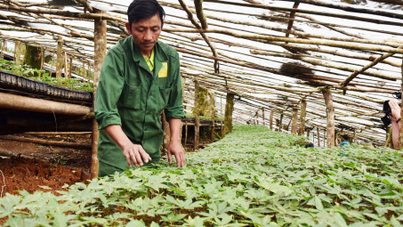 Phát triển sâm Việt Nam trở thành ngành hàng có giá trị xuất khẩu cao