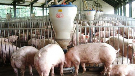 Giá heo hơi hôm nay 6/6: Tăng nhẹ tại một vài địa phương