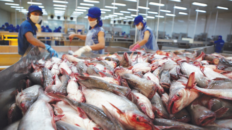 “Trái ngọt” từ những nỗ lực tái khẳng định vị thế và thương hiệu cá tra Việt Nam tại thị trường EU