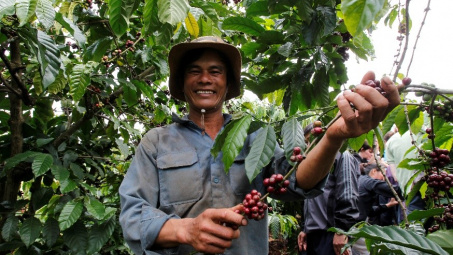 Giá cà phê hôm nay 10/7: Neo quanh mức cao nhất 15 năm, cà phê Việt Nam sẽ đáp ứng tốt quy định EU