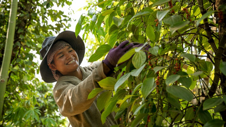 Giá tiêu hôm nay 10/7: Đồng loạt tăng, tiêu Việt Nam giữ vững vị thế tại thị trường Trung Quốc